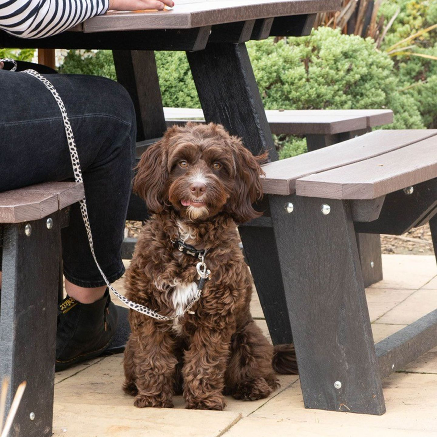 Your local dog friendly pub in Drayton